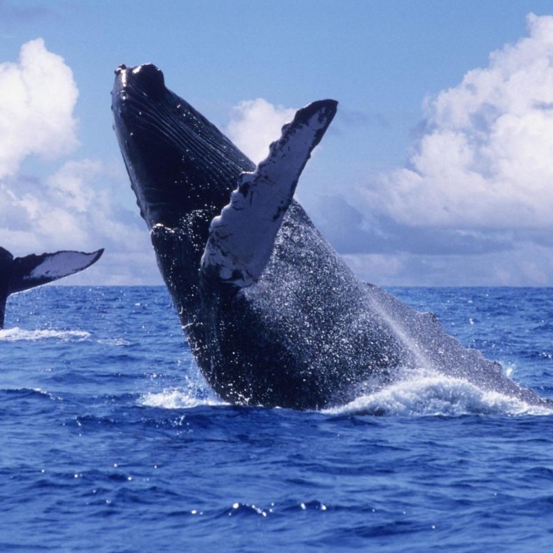 WhatsApp Image 2025-10-02 at 4.10.10 PM (2)